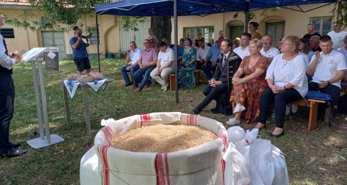 Magyarok Kenyere: per la prima volta è stata organizzata una cerimonia di raccolta del grano nella contea di Fehér