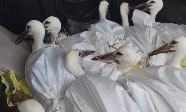 Varázslatos videón a fiatal, mentett gólyák szabadon engedése