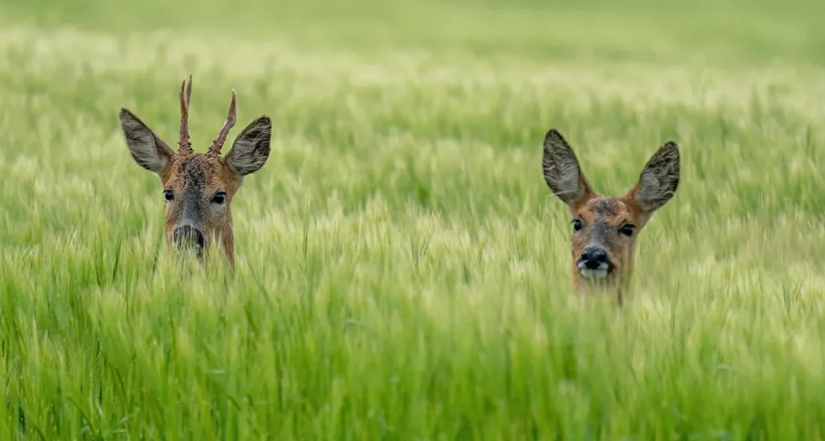 Rehe sind unterwegs, Vorsicht auf den Straßen!