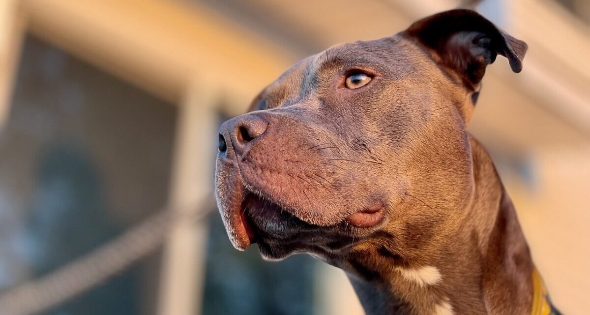 L&#39;imputato ha guardato con un sorriso il cane morente in agonia (video)