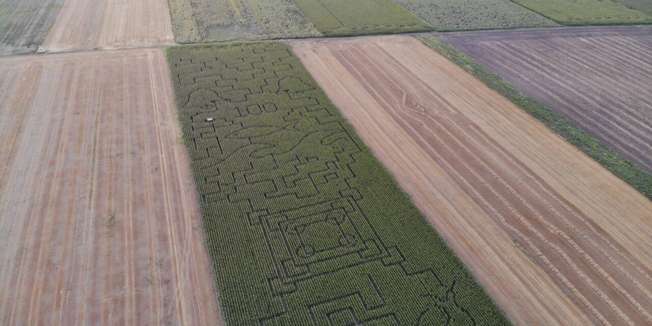 In Ungarn wurde ein fünf Kilometer langes Labyrinth gebaut, aus dem man in einer Stunde herauskommen kann