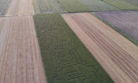 In Ungheria è stato costruito un labirinto di cinque chilometri: puoi uscirne in un&#39;ora