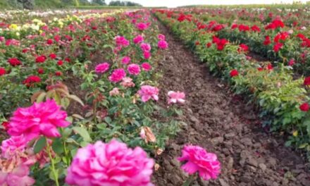 Dazzling drone video of the color orgy of the rose fields in Šůreg