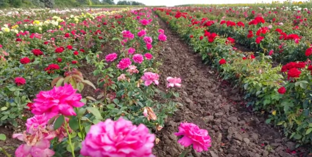 Dazzling drone video of the color orgy of the rose fields in Šůreg