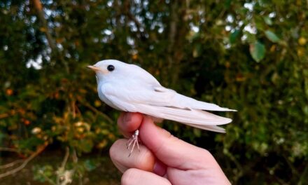 Gli birdwatcher hanno trovato una rondine bianca come la neve