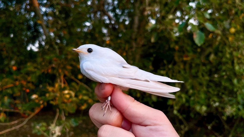 Gli birdwatcher hanno trovato una rondine bianca come la neve