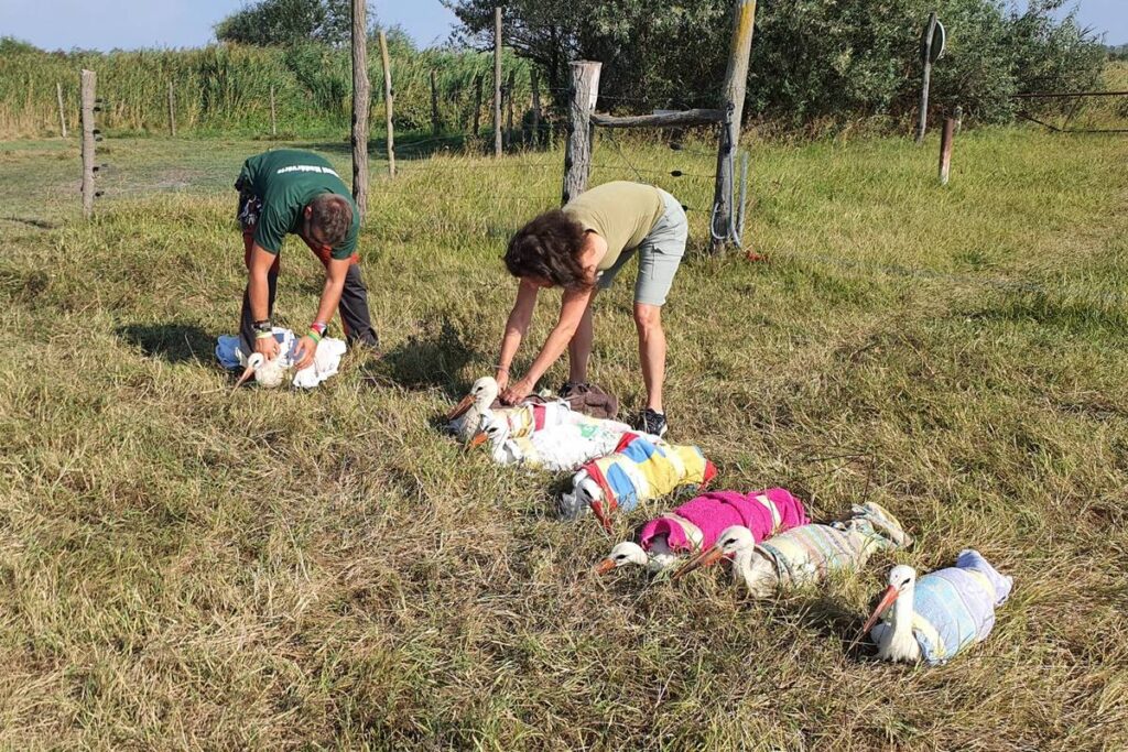 Liberazione della cicogna bianca ferita