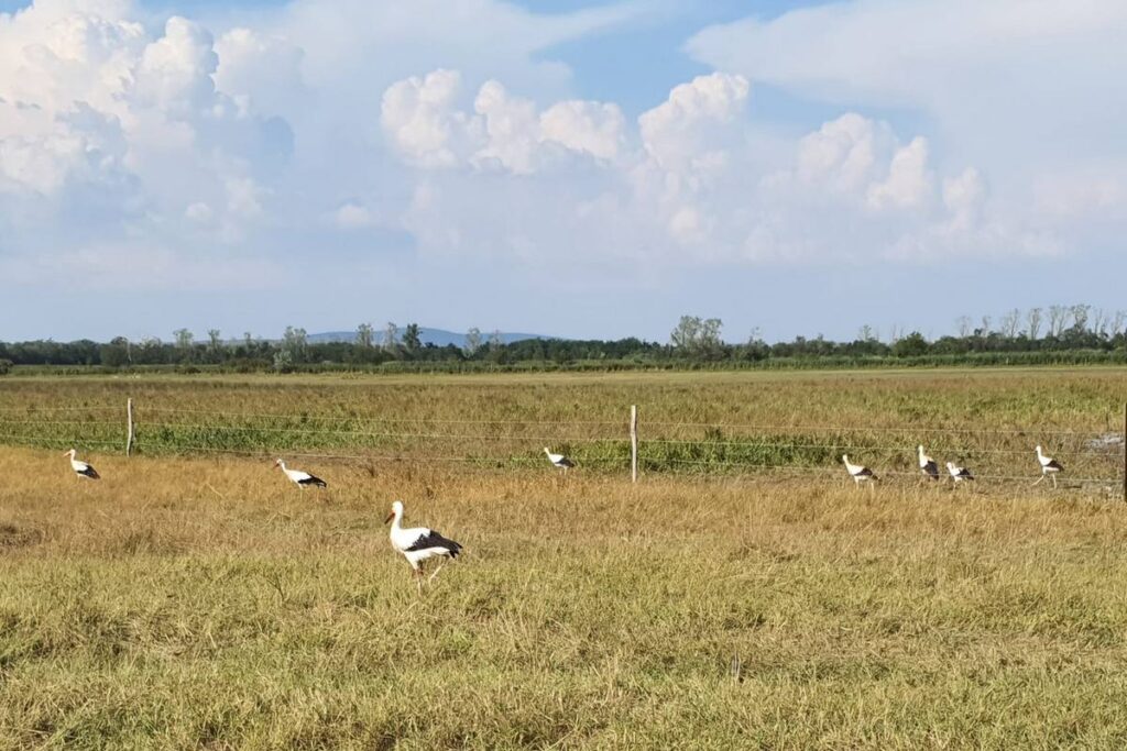 white stork wounded release 2