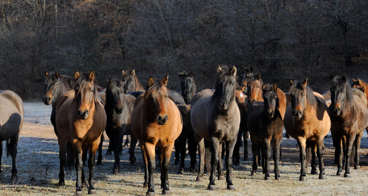 In an amazing video, the Hucul stud from Jósvafő is shown