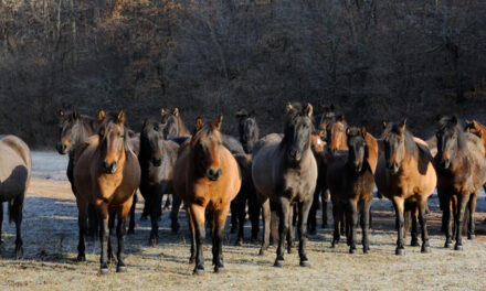 In an amazing video, the Hucul stud from Jósvafő is shown