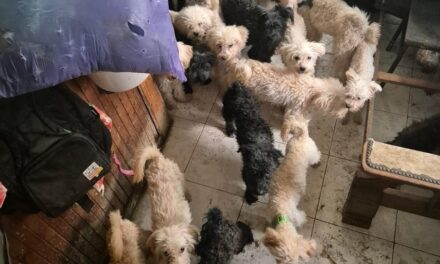 Crudeltà brutale verso gli animali a Zalakoppány, nel congelatore sono state trovate carcasse di cani