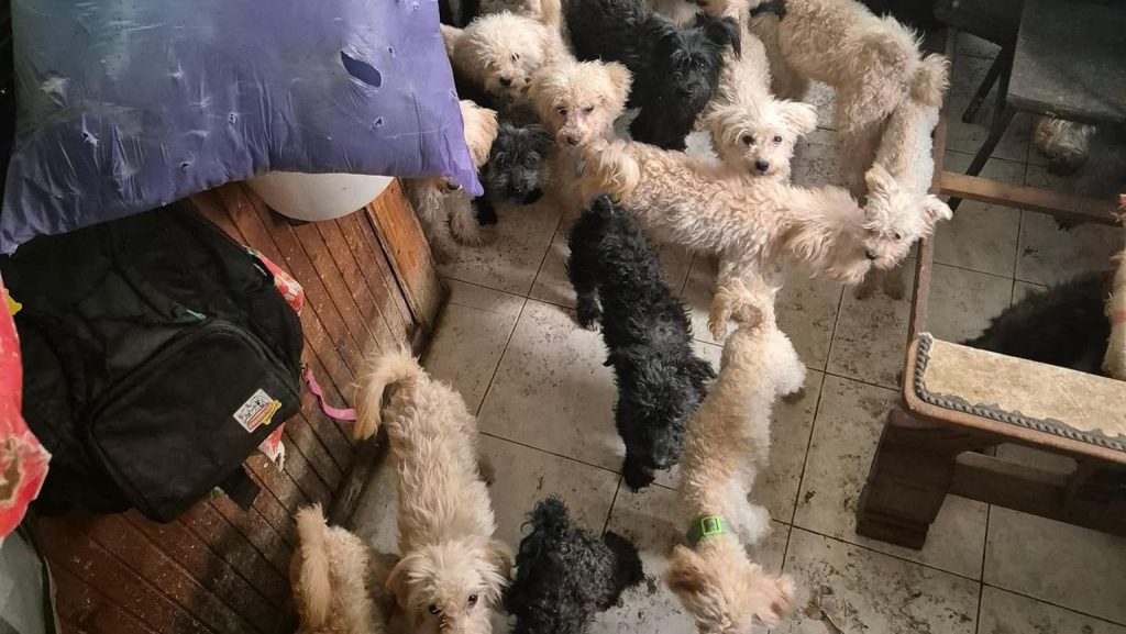 Crudeltà brutale verso gli animali a Zalakoppány, nel congelatore sono state trovate carcasse di cani