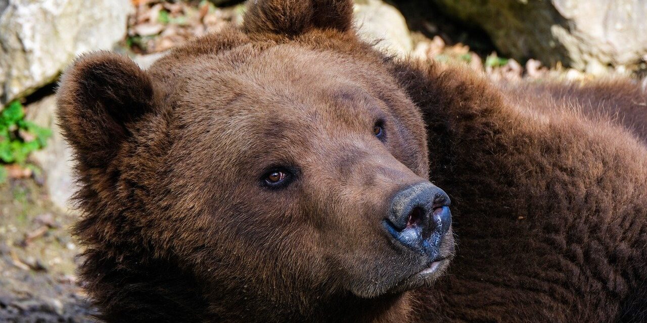 Mitten in Miskolc, an der Avas, wurde ein Bär gesichtet