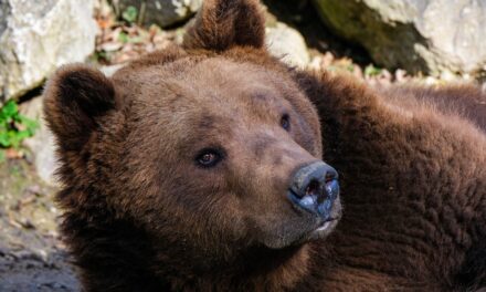 Mitten in Miskolc, an der Avas, wurde ein Bär gesichtet