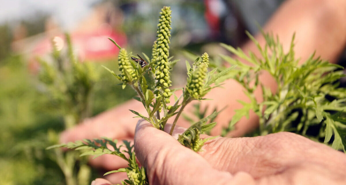 In a few sentences about the ongoing ragweed season