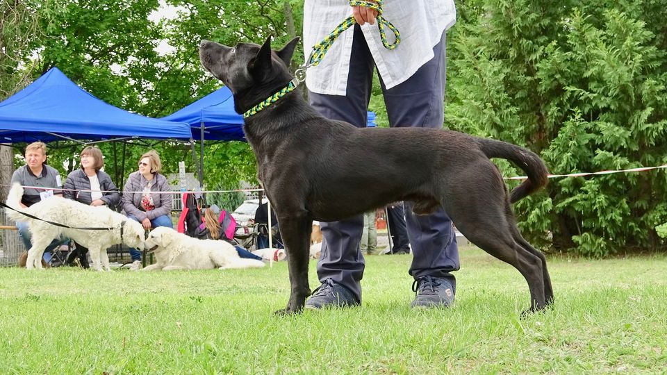 Ecco la nostra decima razza canina nazionale!