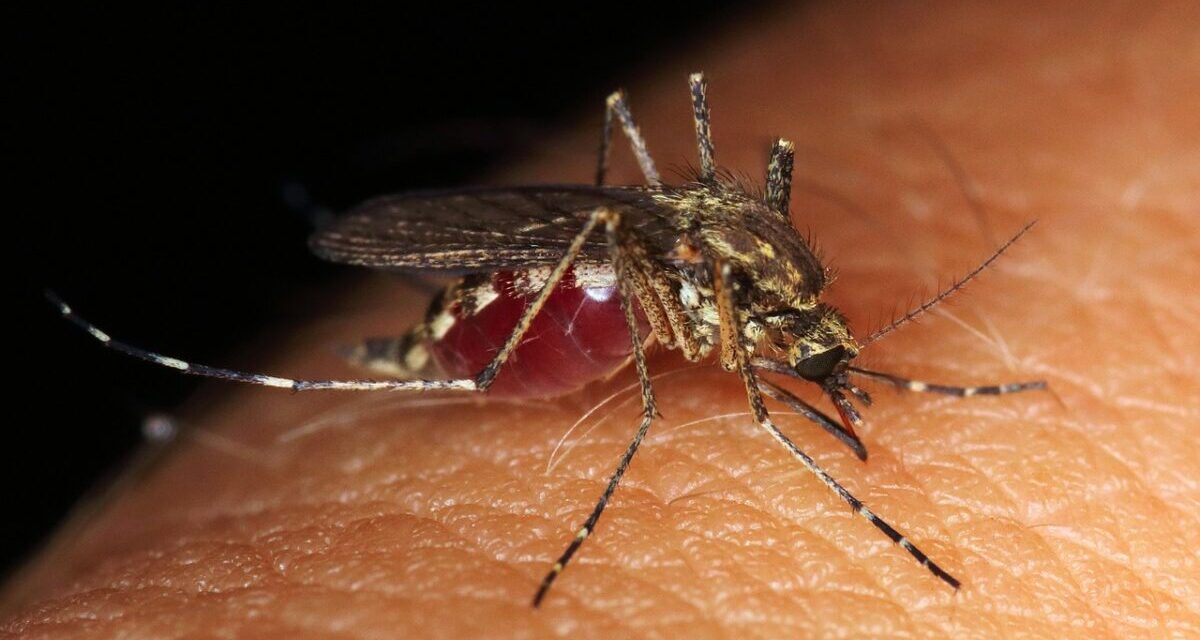 Is chemical mosquito repellent no longer effective?