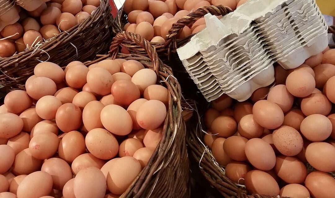 Egg prices are too low