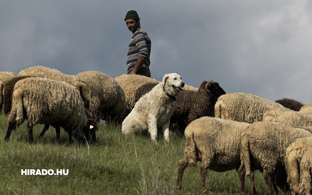 „Engem is a kuvasz mentett meg a medvétől, itt a kutya a mentség!” (videó)