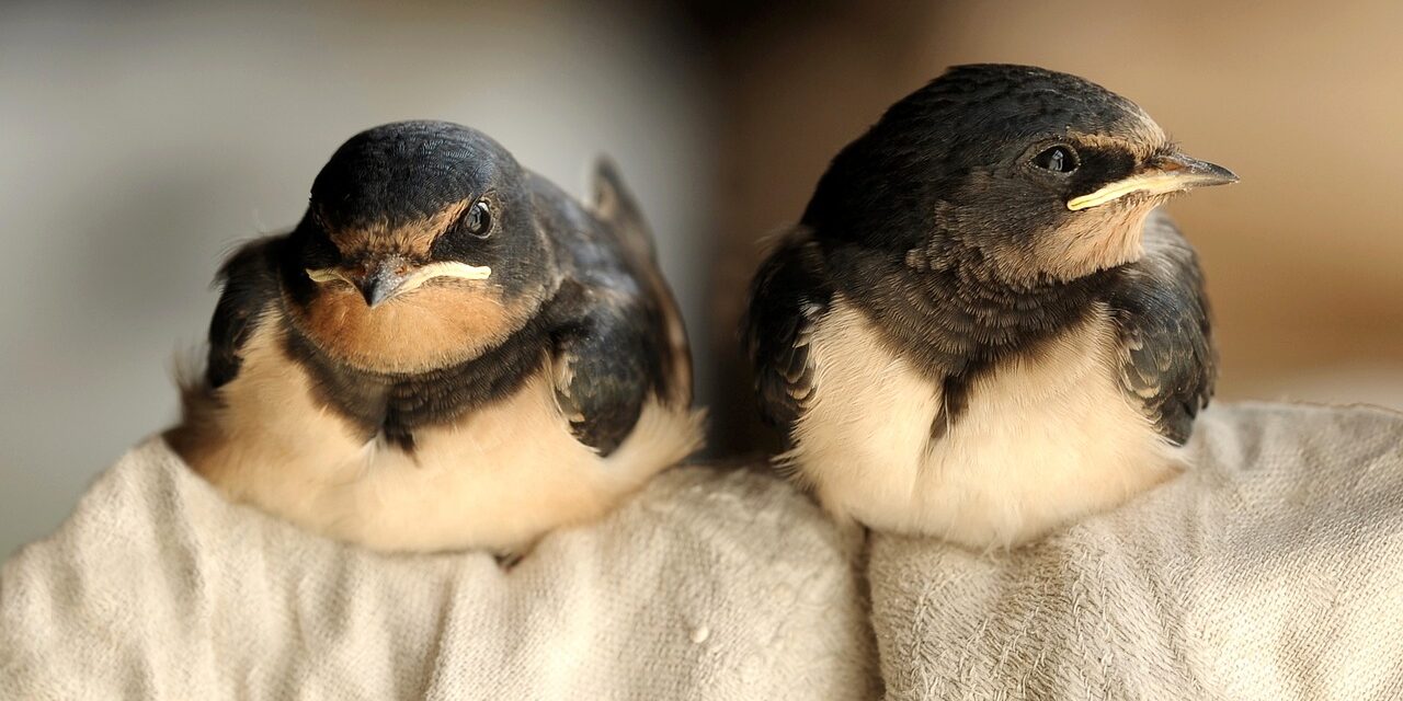 Our swallows are in trouble, their migration is in danger