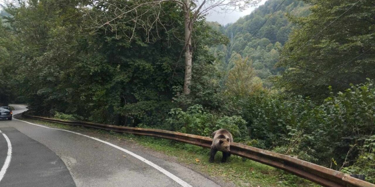 Foto um jeden Preis!