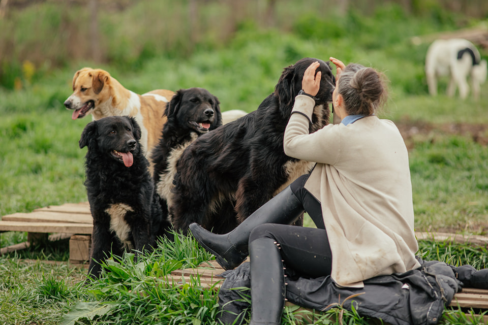 Un regalo da un regalo: salvataggio di animali a Cluj