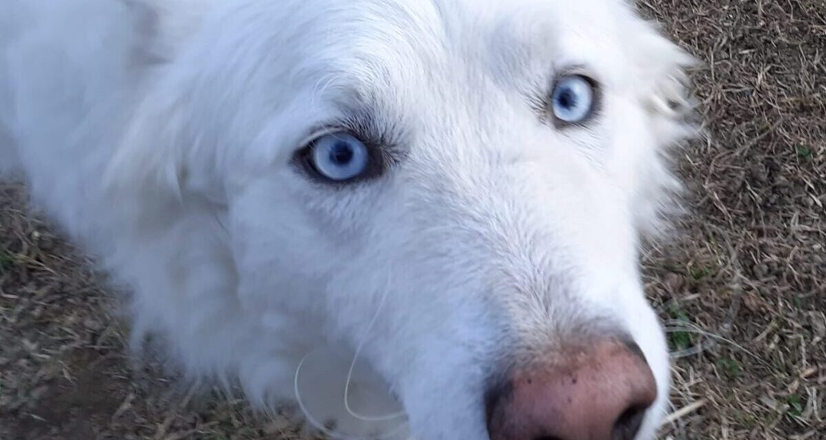 Le Giornate amiche degli animali stanno arrivando! (video)