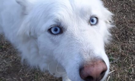 Le Giornate amiche degli animali stanno arrivando! (video)