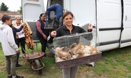 The free distribution of poultry in Somogy has become a success story