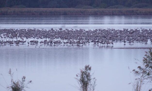 The crane procession has begun, and 135,000 birds are already spending the night at Hortobágy