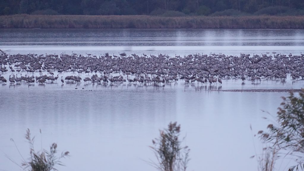 Der Kranichzug hat begonnen und 135.000 Vögel übernachten bereits in Hortobágy