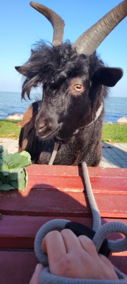 La capra che non può viaggiare con il biglietto del cane