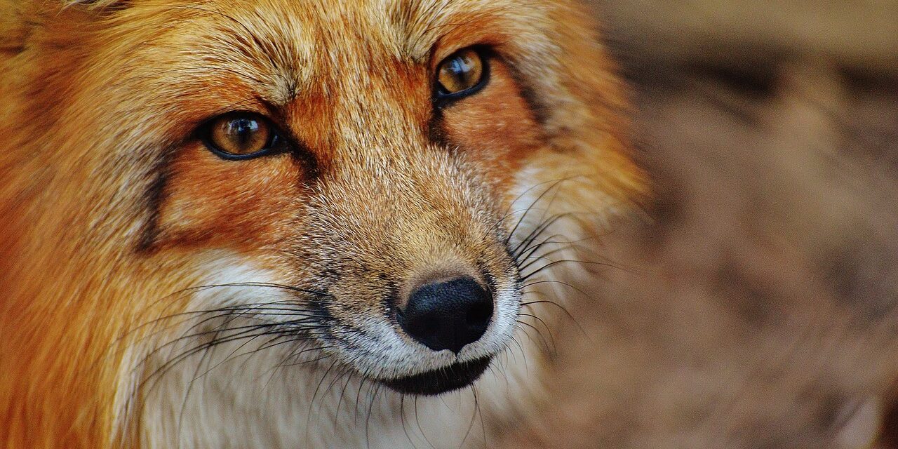 The fox rescuer who is alerted from all over the country (video)