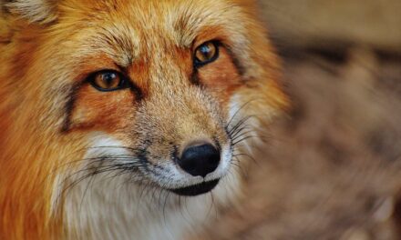 The fox rescuer who is alerted from all over the country (video)