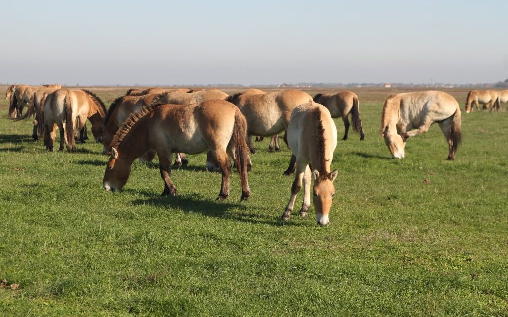 Wir zeigen, wie in Hortobágy Wildpferde gefangen wurden