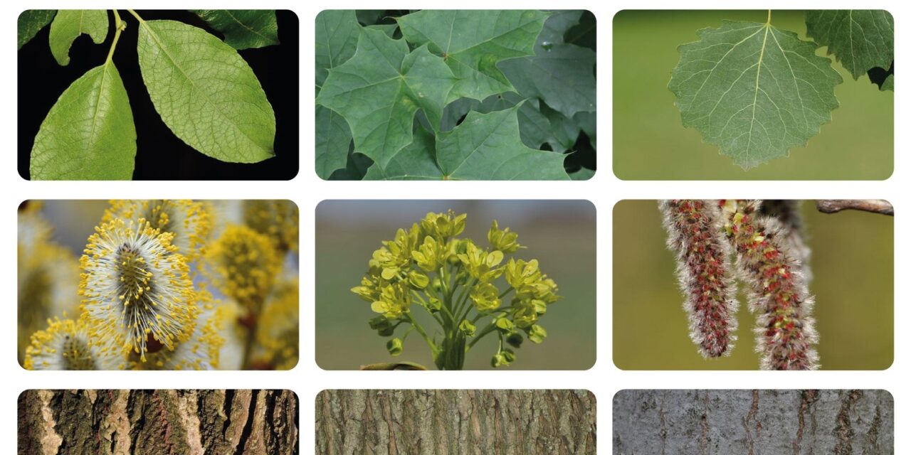 Sie können jetzt für den Baum des Jahres stimmen