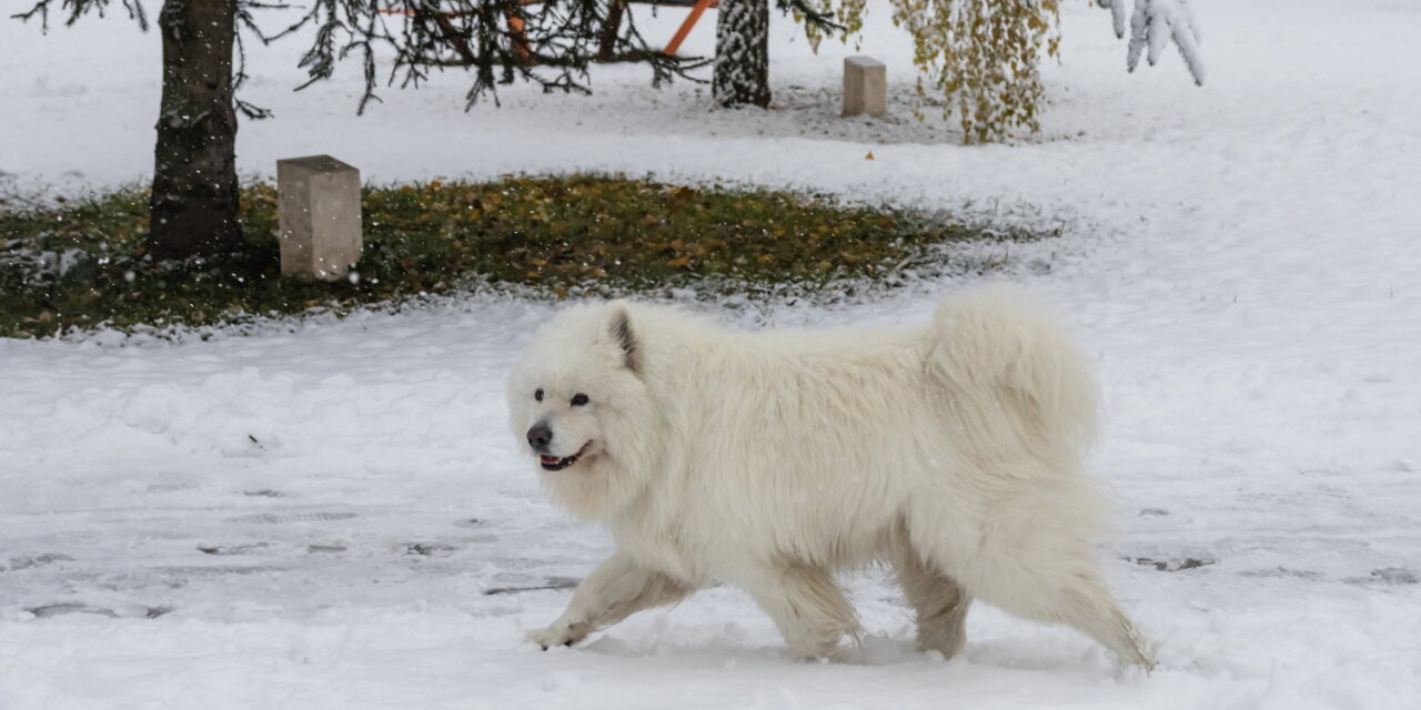 Im Kampf gegen Rassismus werden Hunde aus Parks verbannt