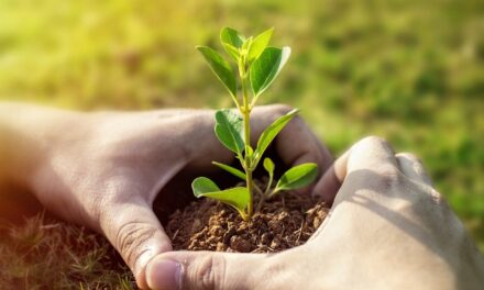 Durante la Giornata Nazionale della Piantagione di Alberi vengono piantati più di 100.000 alberi