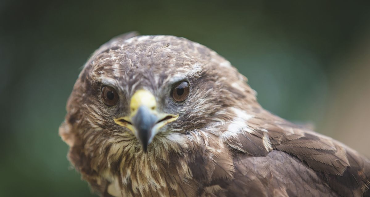 A desert buzzard regained its freedom (with video)