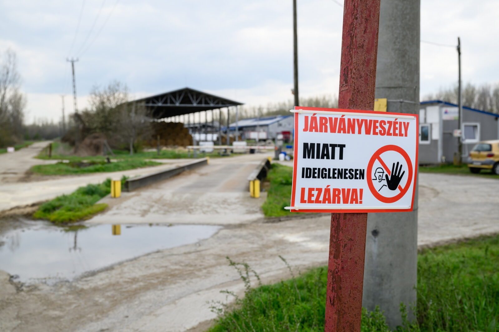 járvány-száj-és-körömfájás-vírus