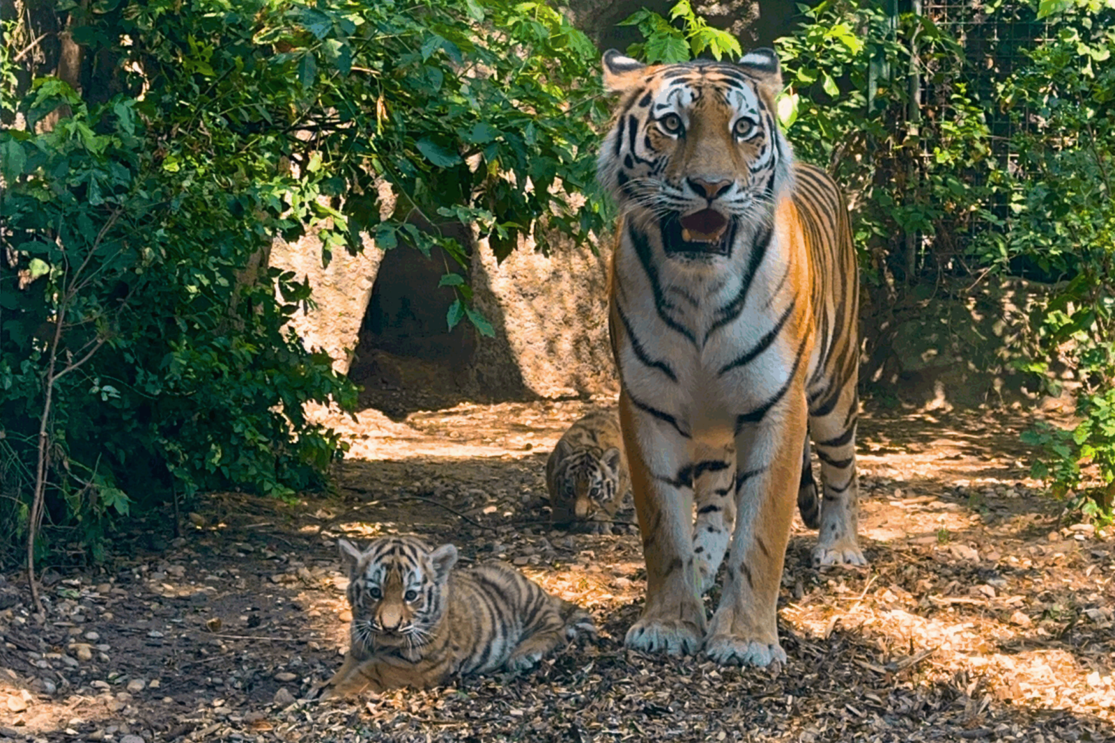 budapesti-tigriskölykök