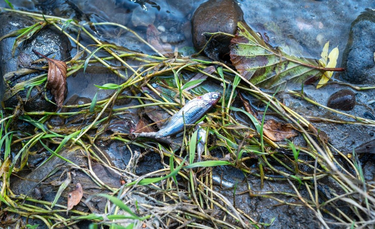 parajd kis-küküllő halpusztulás öko katasztrófa