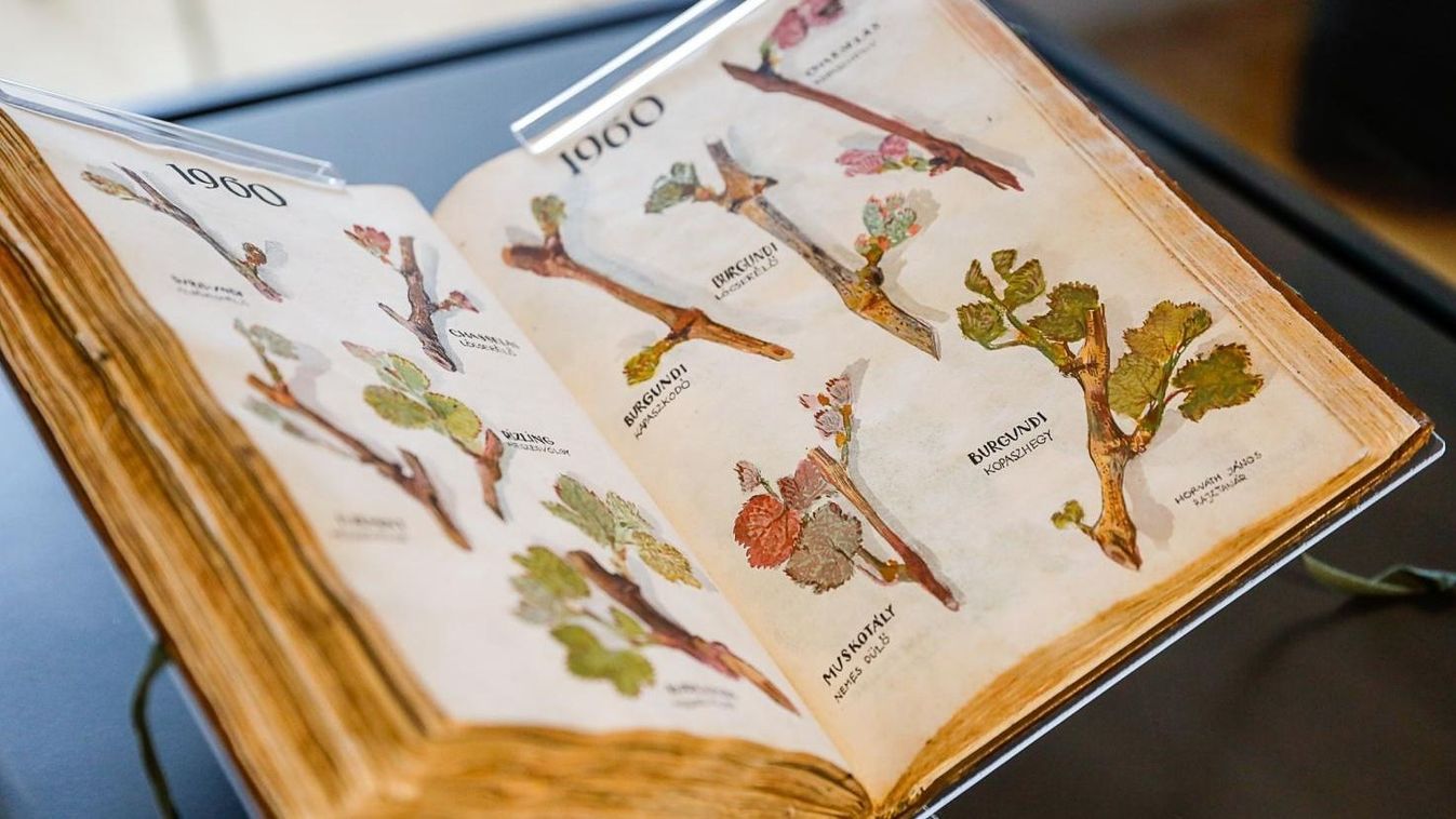 A-Szőlő-Jövésnek-Könyve