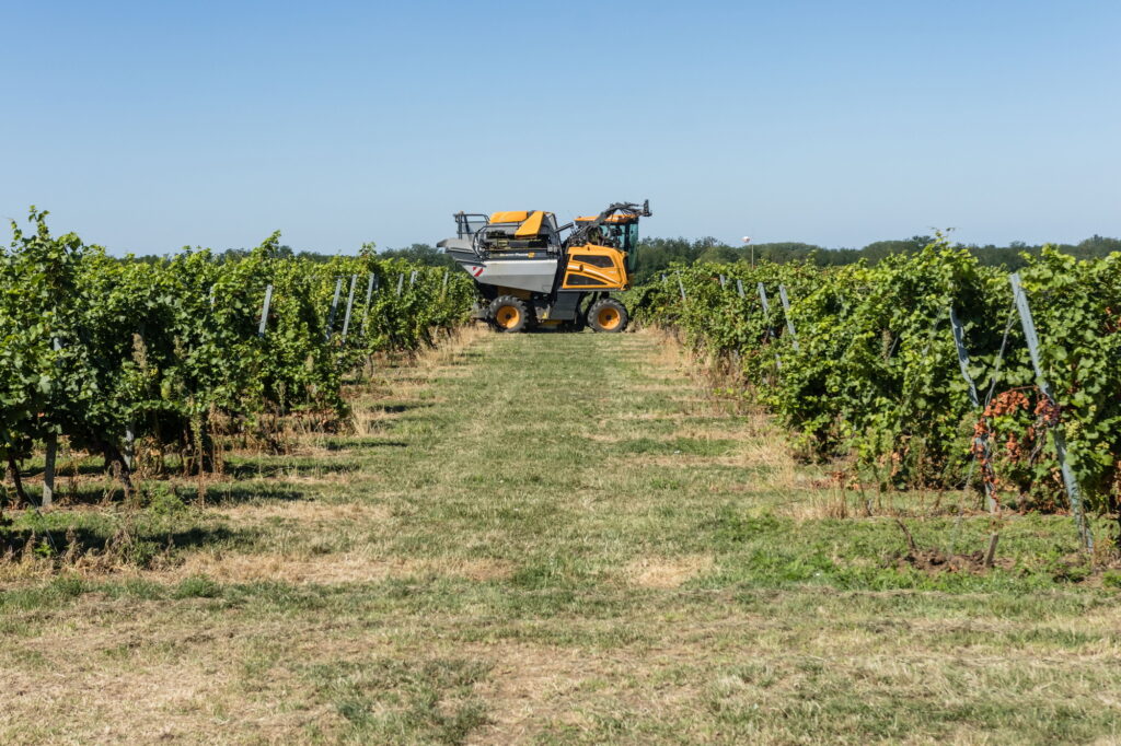 szüret-mezőgazdaság