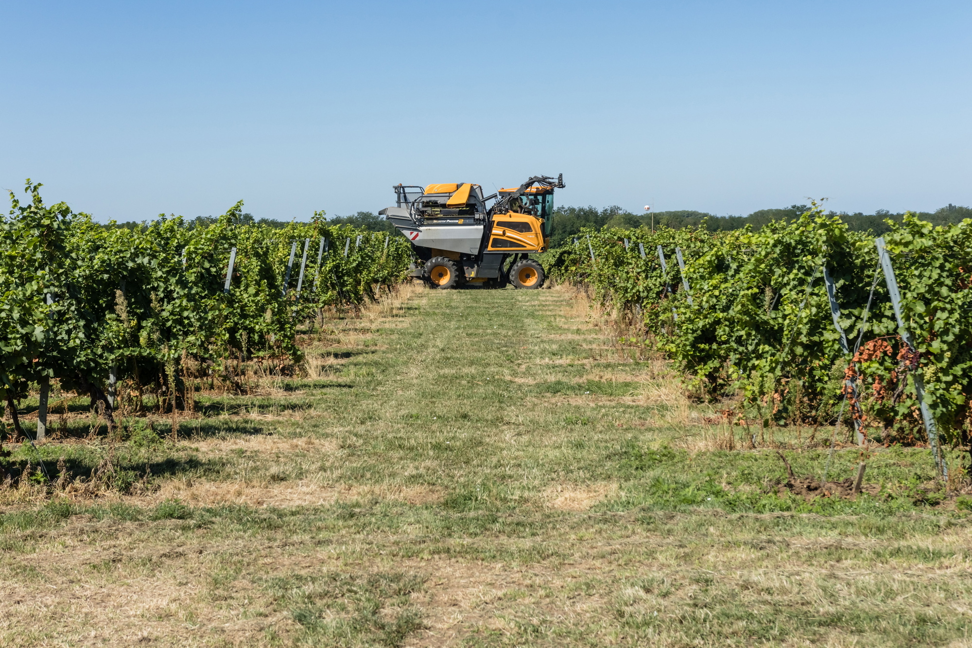 szüret-mezőgazdaság