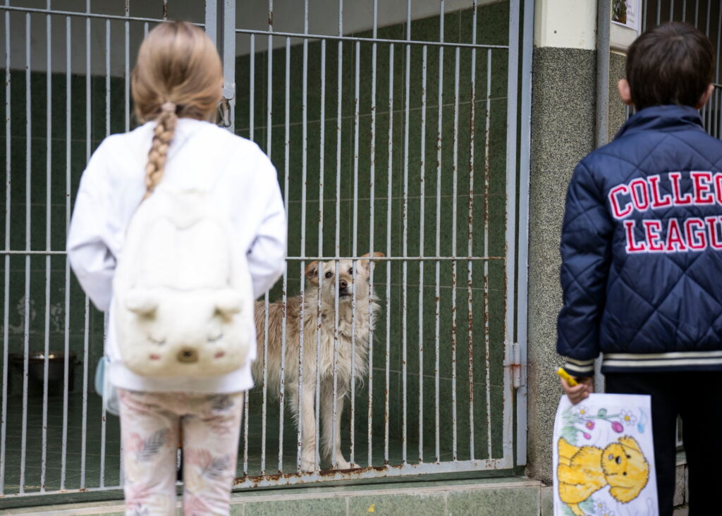 állatvédelem kutyamenhely