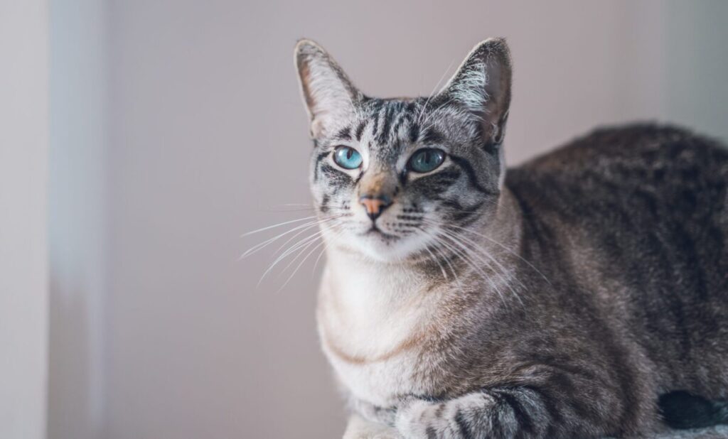 Így védjük kedvenceinket a tűzijáték rémületétől Portrait of a beautiful domestic cute cat with blue eyes