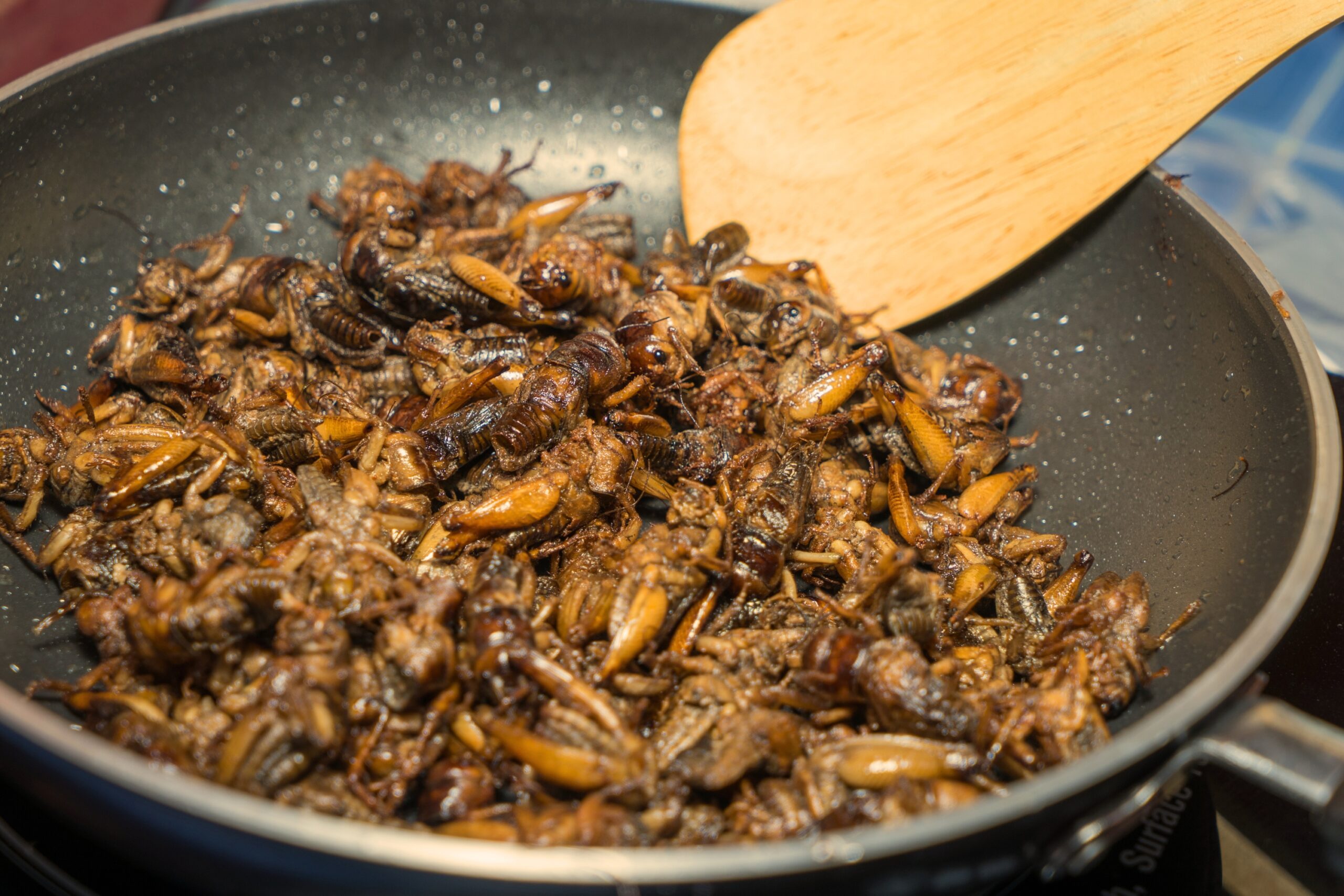 rovarok bogarak rovar bohár táplálkozás étel