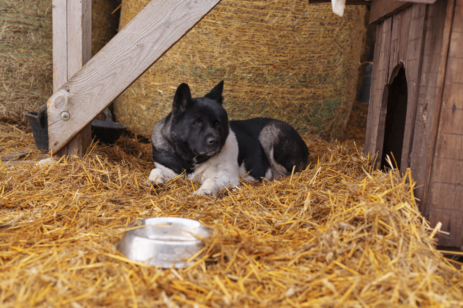 kutya_szalma_kutyahaz_menhely