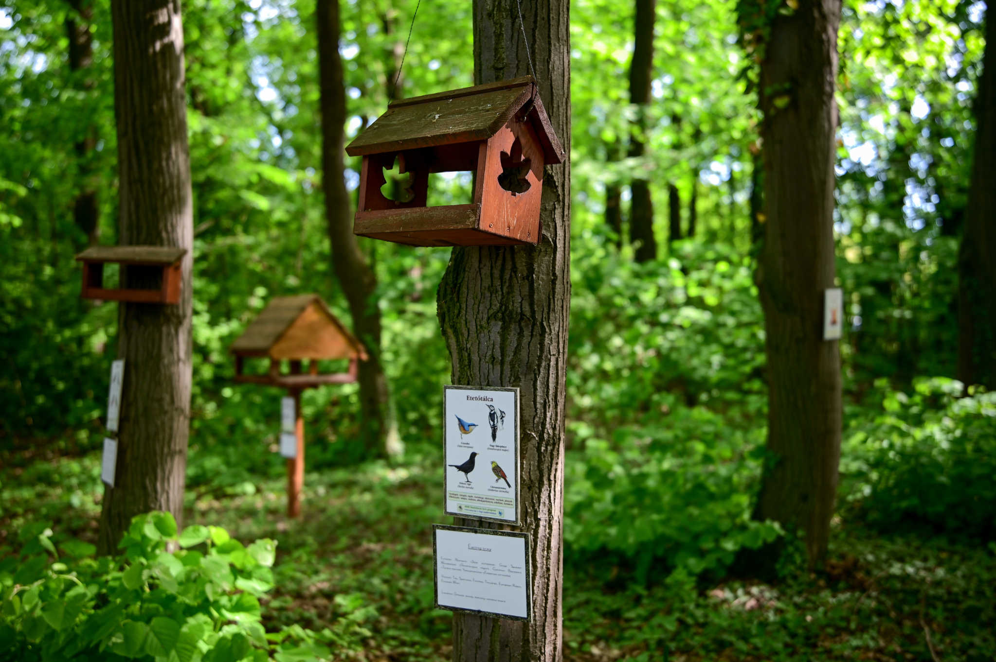 madárbarát-mintakert-madár